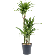 Dracaena fragrans 'Ulises'
