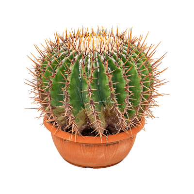 Растение горшечное Эхинокактус/Echinocactus ingens