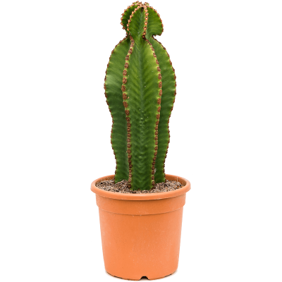 Растение горшечное Молочай/Euphorbia abyssinica