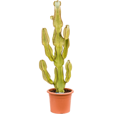 Растение горшечное Молочай/Euphorbia ingens marmorata