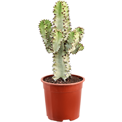 Растение горшечное Молочай/Euphorbia ingens marmorata