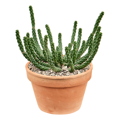 Растение горшечное Молочай/Euphorbia inermis