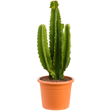 Euphorbia ingens