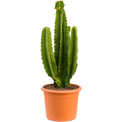 Растение горшечное Молочай/Euphorbia ingens