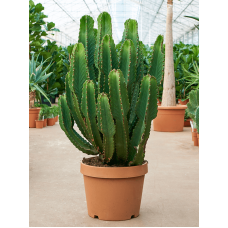 Euphorbia ingens