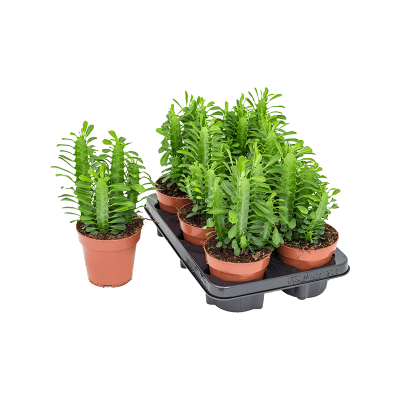 Растение горшечное Молочай/Euphorbia trigona 6/tray