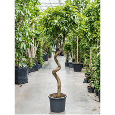 Ficus binnendijkii 'Amstel King'