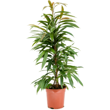 Ficus binnendijkii 'Amstel King'