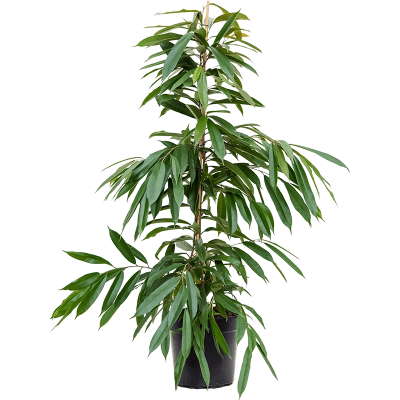 Растение горшечное Фикус/Ficus binnendijkii 'Amstel King'