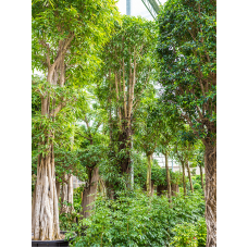 Ficus binnendijkii 'Alii'