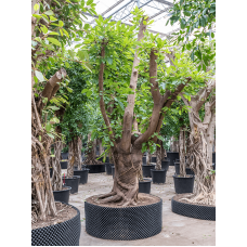 Ficus altissima