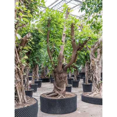 Растение горшечное Фикус/Ficus altissima