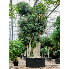 Ficus rubiginosa 'Australis'