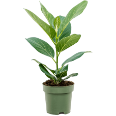 Ficus benghalensis 'Audrey'