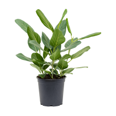 Ficus benghalensis 'Audrey'