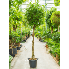 Ficus benjamina 'Exotica'