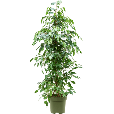 Растение горшечное Фикус/Ficus benjamina 'Exotica'