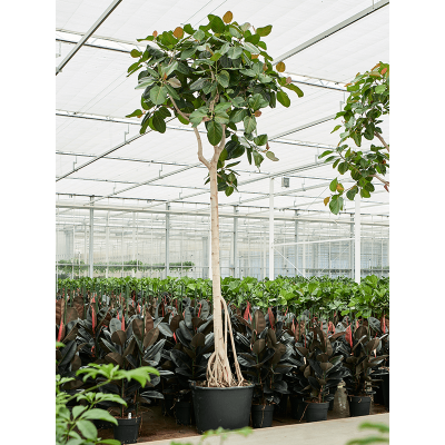 Растение горшечное Фикус/Ficus benghalensis (400-450)
