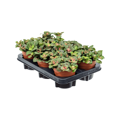 Растение горшечное Фиттония/Fittonia 'Bubble Red' 6/tray