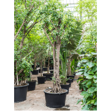 Ficus concinna