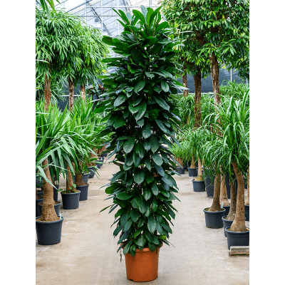 Растение горшечное Фикус/Ficus cyathistipula