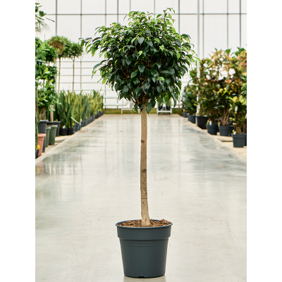 Растение горшечное Фикус/Ficus benjamina 'Danielle'