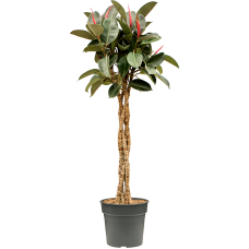 Ficus elastica 'Burgundy'