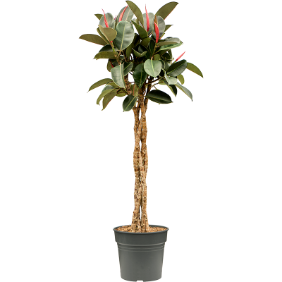 Растение горшечное Фикус/Ficus elastica 'Burgundy'