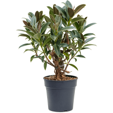 Ficus elastica 'Melany Petit'