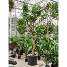 Ficus lyrata (400-500)