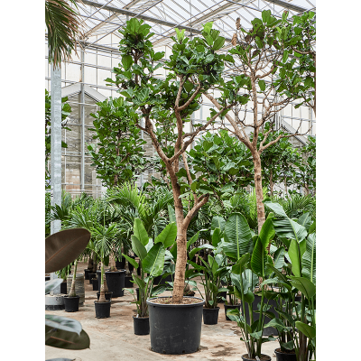 Растение горшечное Фикус/Ficus lyrata (400-500)