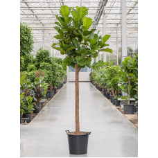 Ficus lyrata