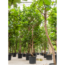 Ficus lyrata