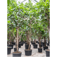 Ficus lyrata