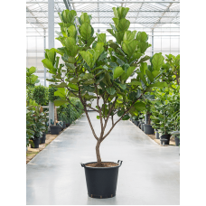 Ficus lyrata