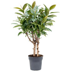 Ficus elastica 'Melany'