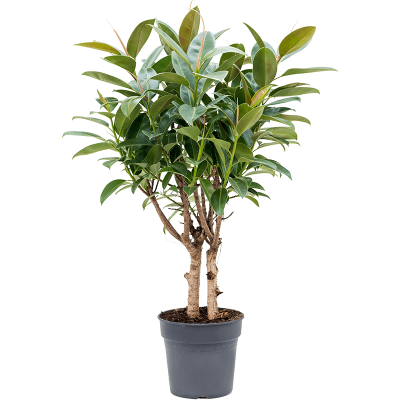 Растение горшечное Фикус/Ficus elastica melany