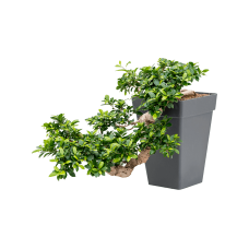 Ficus microcarpa 'Compacta'