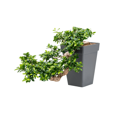 Растение горшечное Фикус/Ficus microcarpa compacta