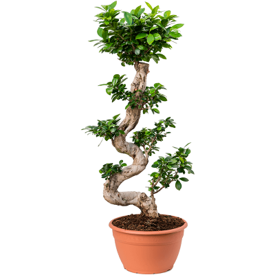 Растение горшечное Фикус/Ficus microcarpa 'Compacta'