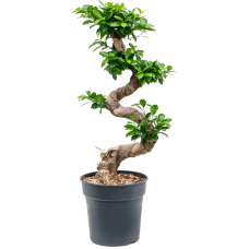 Ficus microcarpa 'Compacta'