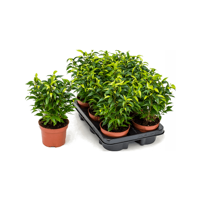 Растение горшечное Фикус/Ficus benjamina 'Natasja' 6/tray