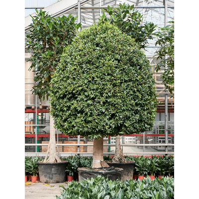 Растение горшечное Фикус/Ficus microcarpa ‘Nitida’