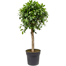 Ficus nitida