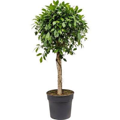 Растение горшечное Фикус/Ficus nitida