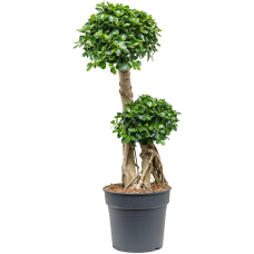 Ficus 'Panda'