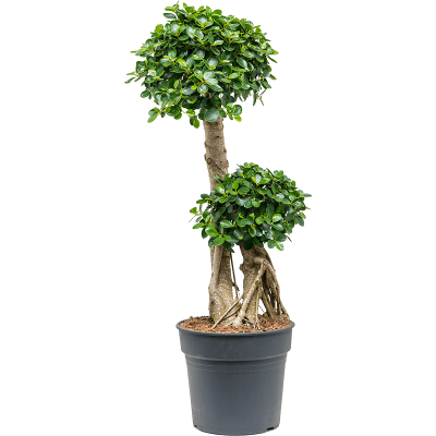 Растение горшечное Фикус/Ficus 'Panda'