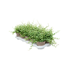 Ficus pumila (repens) 'White Sunny' 8/tray
