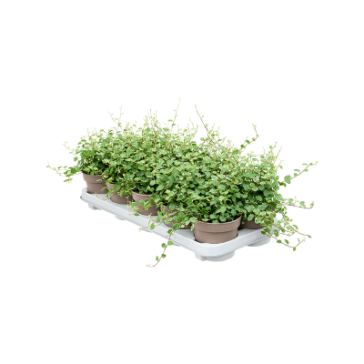 Растение горшечное Фикус/Ficus pumila (repens) 'White Sunny' 8/tray