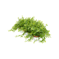 Ficus pumila (repens) 'White Sunny' 8/tray